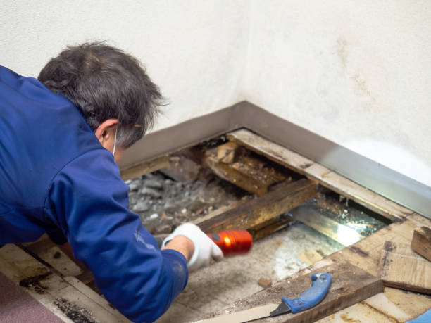 Best Mold Removal Specialists  in Delhi, CA