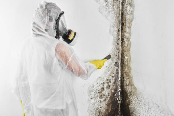 Best Residential Mold Removal  in Delhi, CA