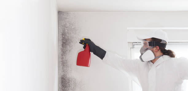 Best Mold Damage Repair  in Delhi, CA