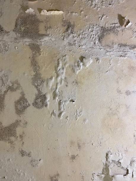 Home Mold Removal in Delhi, CA
