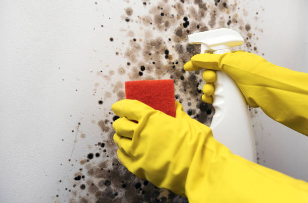 Best Office Mold Removal Services  in Delhi, CA