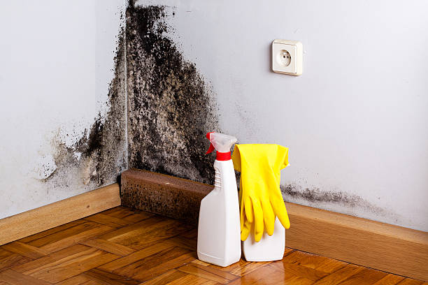 Best Fast Mold Removal  in Delhi, CA
