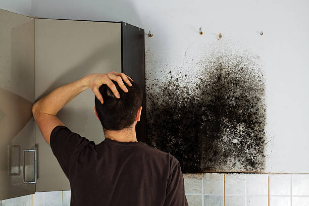 Best Toxic Mold Removal  in Delhi, CA