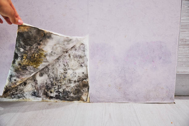 Best Crawl Space Mold Removal  in Delhi, CA